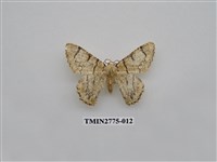 藏品(尺蛾346)的圖片